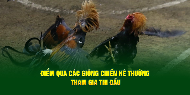 Điểm qua các giống chiến kê thường tham gia thi đấu