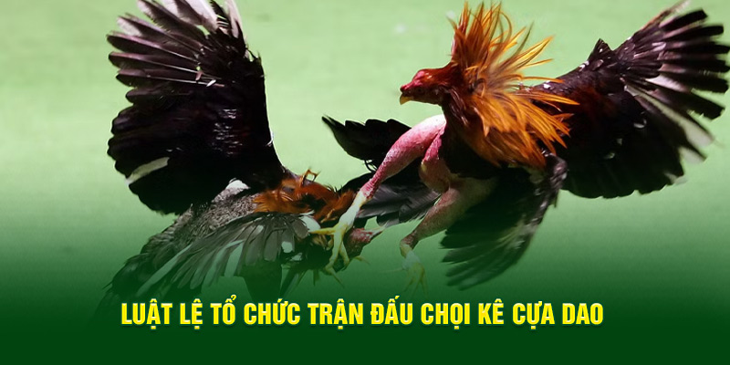 Luật lệ tổ chức trận đấu chọi kê cựa dao