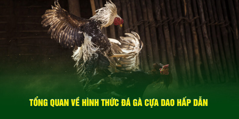 Tổng quan về hình thức đá gà cựa dao hấp dẫn