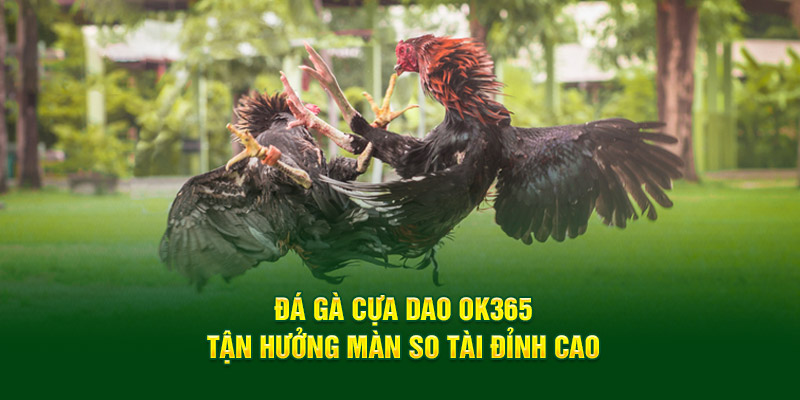 Đá gà cựa dao ok365